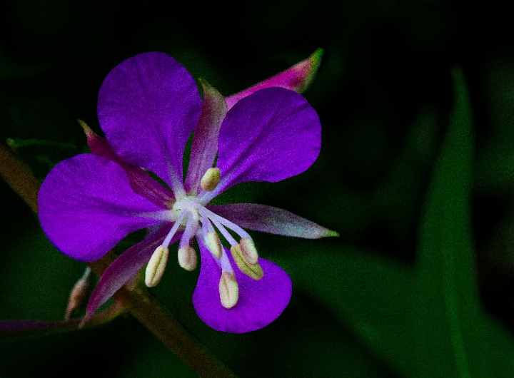 Chamerion angustifolium, Fireweed.jpg